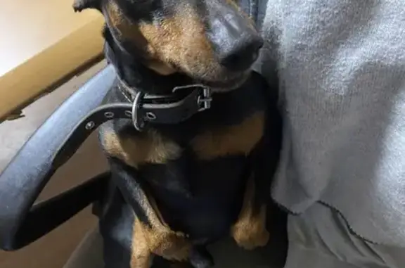 Пропала собака, Заворово, МО