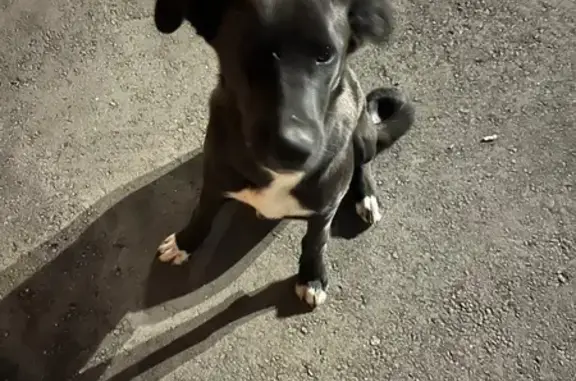 Найдена собака, Московское шоссе, Самара