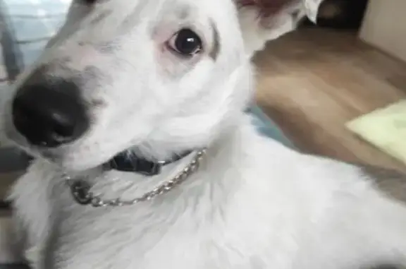 Собака найдена на ул. Кутузова, Красноярск