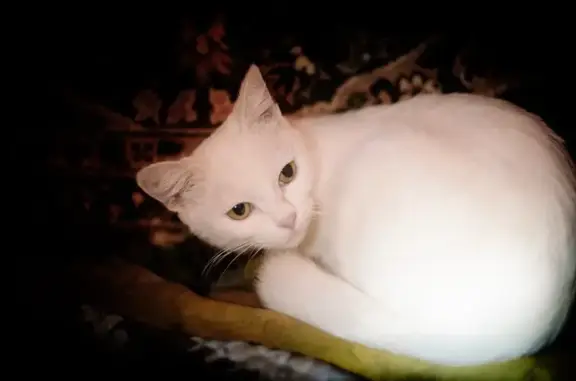 Пропала кошка, ул. Энгельса, Копейск