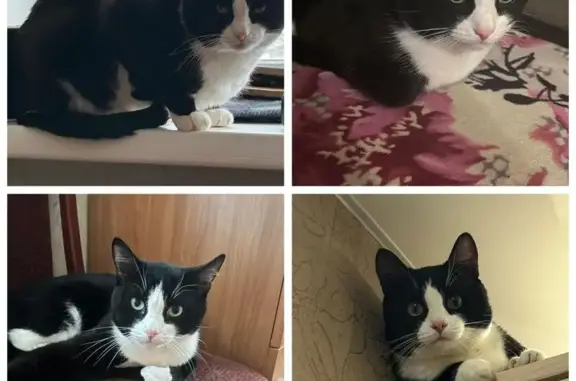 Пропала кошка, Нефтезаводская ул., Омск