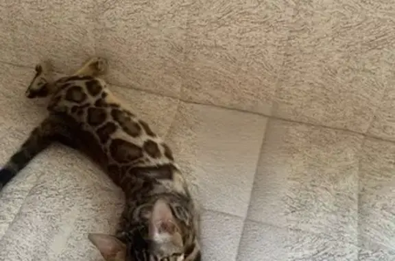 Кошки потеряшки, Арамиль, фото: Потеряшка кошка, ул. Чапаева, Арамиль