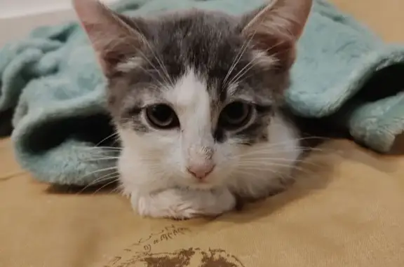 Найдена кошка, Нижний Новгород, фото: Кошка найдена: Чаадаева, 42, Н. Новгород