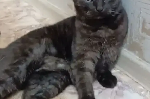 Пропала кошка, Кострома, ул. 10