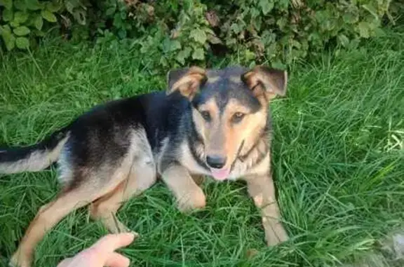 Найдена собака, Ленинградская область, фото: Найдена собака в Кипенском поселении