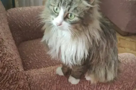 Кошки потеряшки, Верхняя Максаковка, фото: Потеряшка кошка, Снежная 53, помогите!