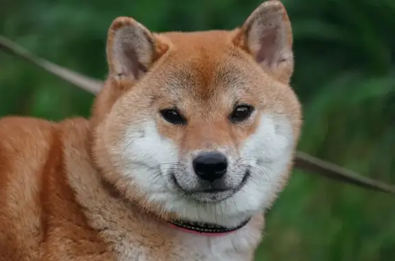 Пропала собака в Суховском, Ленобласть