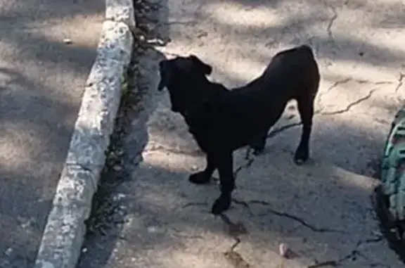 Собака найдена: Воронежская ул., Самара