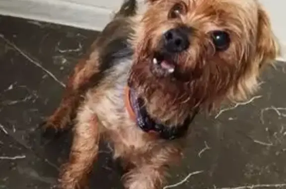 Найдена собака, Санкт-Петербург, фото: Собака найдена в Стандровском, Мордовия