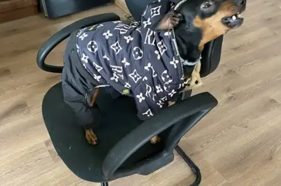 Пропала собака в Заворово, МО