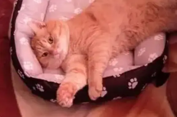 Кошки потеряшки, Приморский, фото: Потеряшка кошка на ул. Гагарина, Приморский