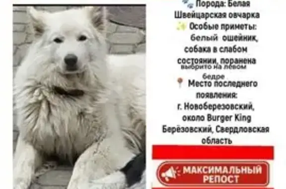 Пропала собака у БЗСК, Авиационный пер., Берёзовский