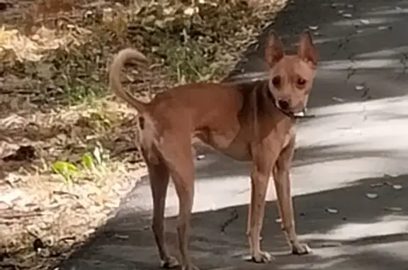 Собака найдена: ул. Гидростроителей, 57