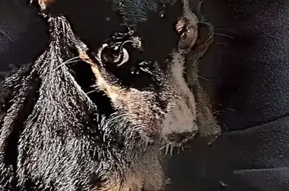 Найдена собака, , фото: Собака найдена: Чита, 5 мкр КСК