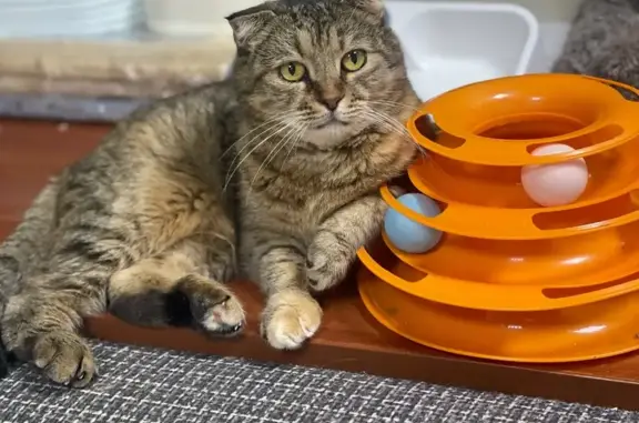 Кошки потеряшки, Томск, фото: Потеряшка кошка, ул. Горького, Томск