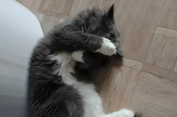 Пропала кошка, ул. Мичурина, 60, Колпашево