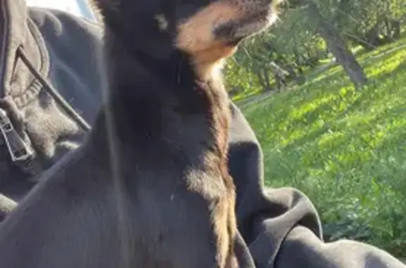 Собаки потеряшки, Москва, фото: Потеряшка собака, ул. Ковалевской, 20, Москва