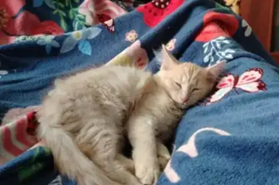 Кошки потеряшки, Колпашево, фото: Потеряшка кошка, Энгельса 29, Колпашево