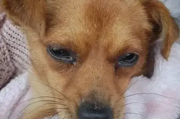 Найдена собака, Багратионовск, фото: Пёсик найден: ул. Дружбы, Багратионовск