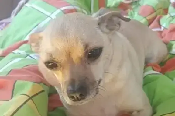 Пропала собака, Локомотивная 33, Ульяновск