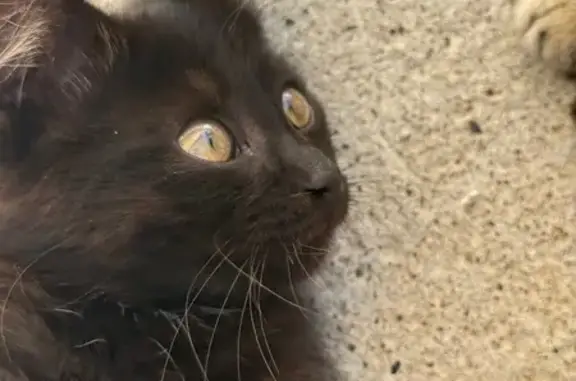 Пропала кошка, ул. Швалева, Елабуга