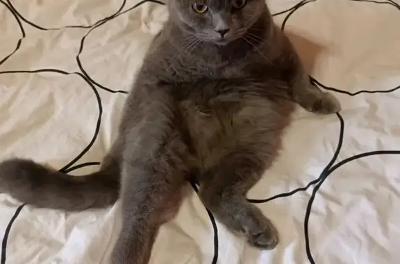 Кошки потеряшки, Вологда, фото: Потеряшка кошка в Вологде, ул. 4