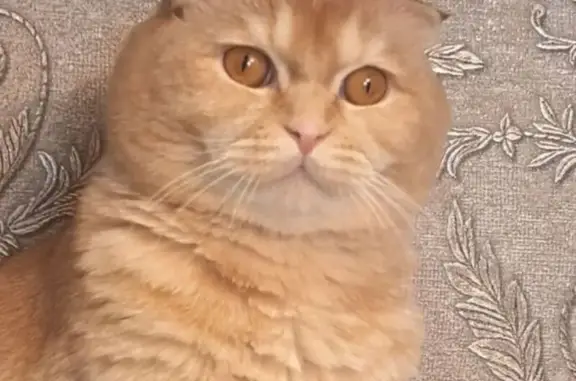 Кошки потеряшки, Петрозаводск, фото: Потеряшка кошка, Октябрьский пр., 61А