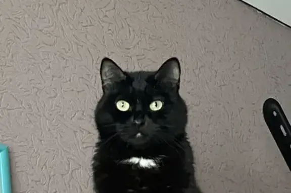 Кошки потеряшки, Сызрань, фото: Потеряшка кошка, Сызрань, ул. Фрунзе, 66