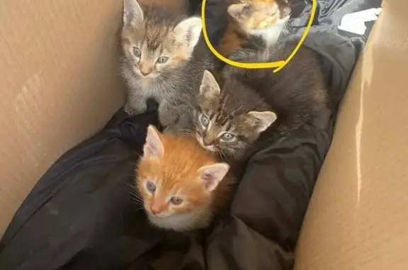 Найдена кошка, Красноярск, фото: Кошка найдена в Красноярске, ищем хозяев!