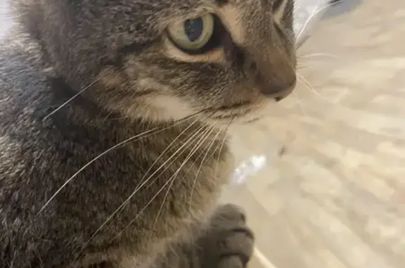 Пропала кошка, Черняховского 16, В. Новгород