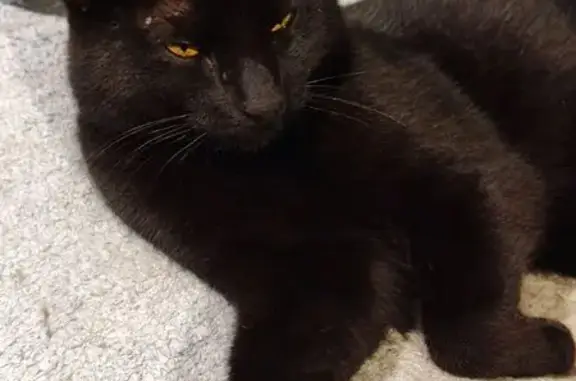 Кошки потеряшки, Зеленоградск, фото: Потеряшка кошка, ул. Ленина 16А, Зеленоградск