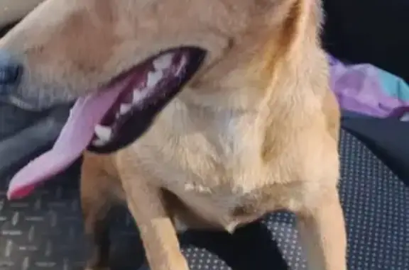 Найдена собака, , фото: Найден рыжий пес в пос. Рабочий