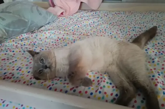 Найдена кошка, Брянск, фото: Найдена сиамская кошка, Брянск, Кубяка 27