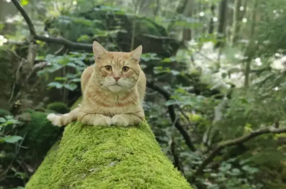 Пропал рыжий кот, Можайское шоссе, 22