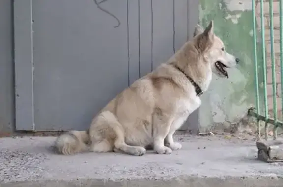 Найдена собака, Дзержинск, фото: Собака найдена у ул. Грибоедова, 46А