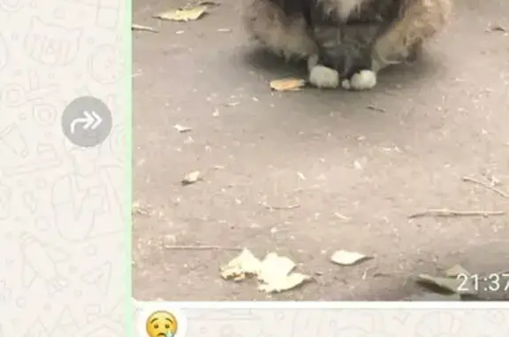 Кошка найдена на 2-й Владимирской, Москва