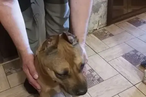 Найдена собака, Нижний Новгород, фото: Собака найдена, ул. Маршала Жукова, 8