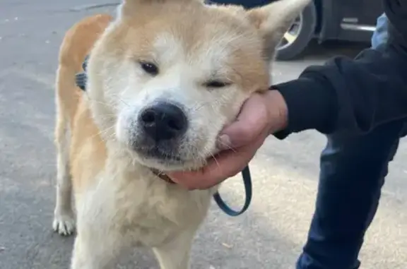 Найдена собака, Иваново, фото: Найдена рыжая Акита Ину, ул. Хмельницкого, 30