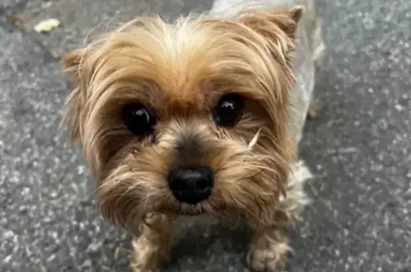 Собака найдена на Планерной, 1, СПб