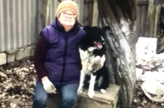 Пропала собака в Варениковском, Краснодарский край