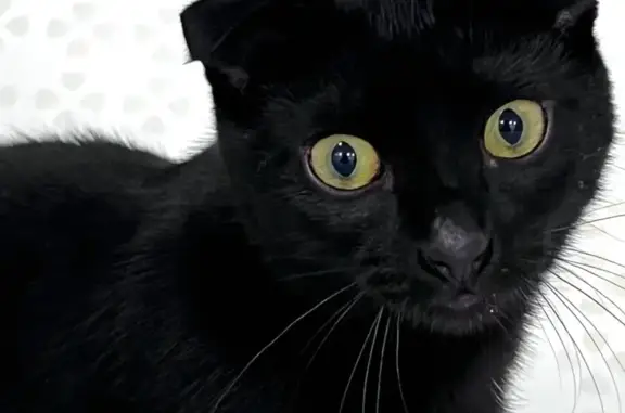 Найдена кошка, Балашиха, фото: Найдена кошка, Верхняя ул., Балашиха