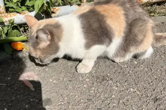 Найдена кошка, Саратов, фото: Кошка найдена на Лунной 30А, Саратов