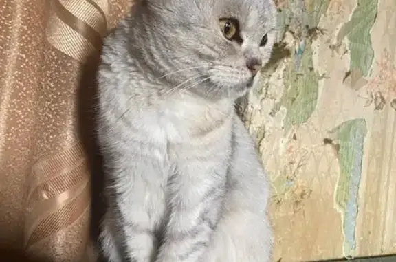 Найдена кошка, Калужская область, фото: Найдена кошка, Село Совхоз Боровский