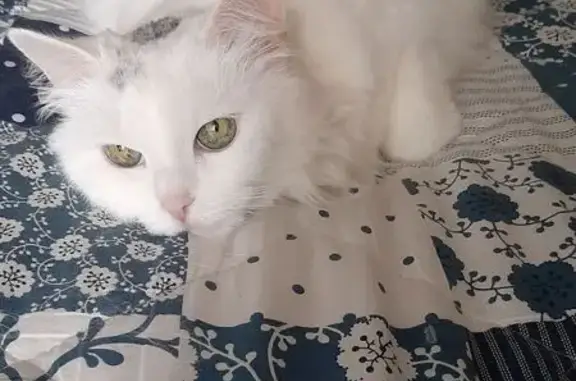 Кошки потеряшки, Санкт-Петербург, фото: Потеряшка кошка, ул. Турку, 9 к1, СПб