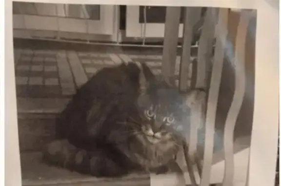 Найдена кошка Мейкун, Измайловское ш. 15к1