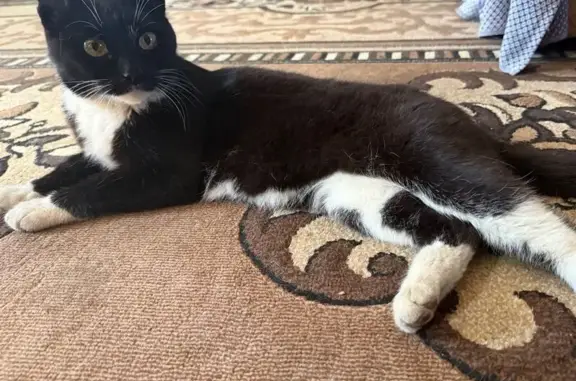 Найдена кошка, Йошкар-Ола, фото: Кошка найдена на Звёздной, Йошкар-Ола