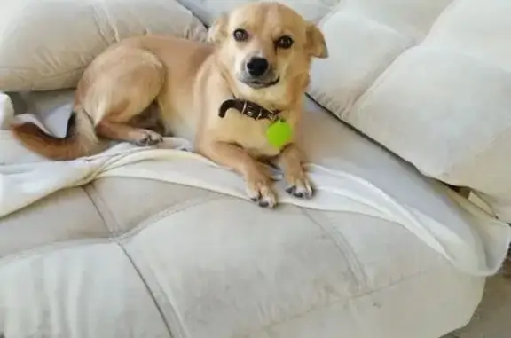 Найдена собака, Самарская область, фото: Найдена собака, пос. Дубровский