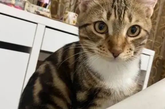 Кошки потеряшки, Евпатория, фото: Потеряшка кошка, ул. Чапаева, 85, Евпатория