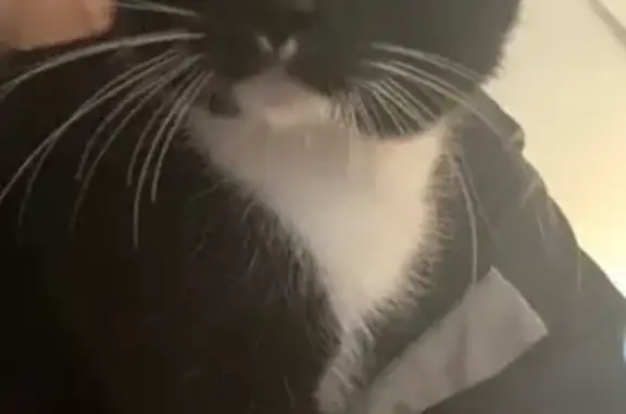 Кошка найдена: ул. Блюхера, 46, Ярославль