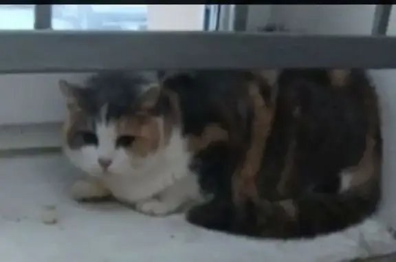 Кошка найдена: Миллионная ул., 11 к1